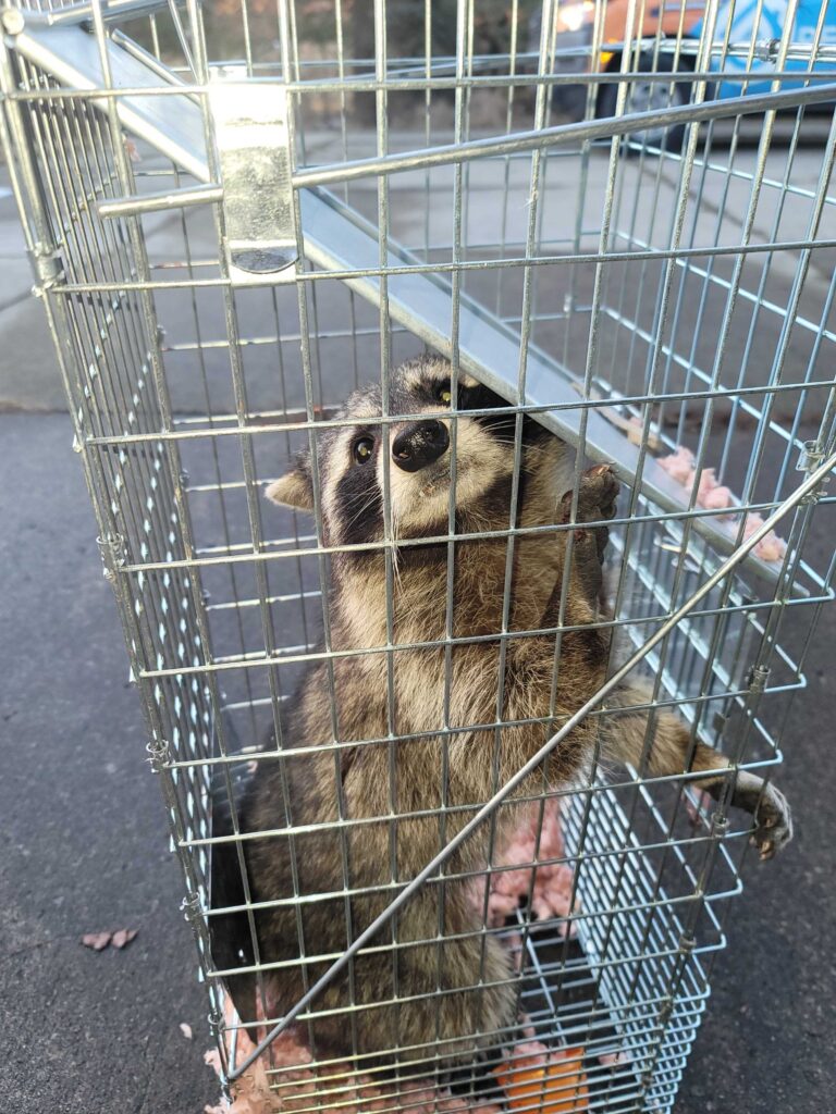 Wildlife Removal Archbold