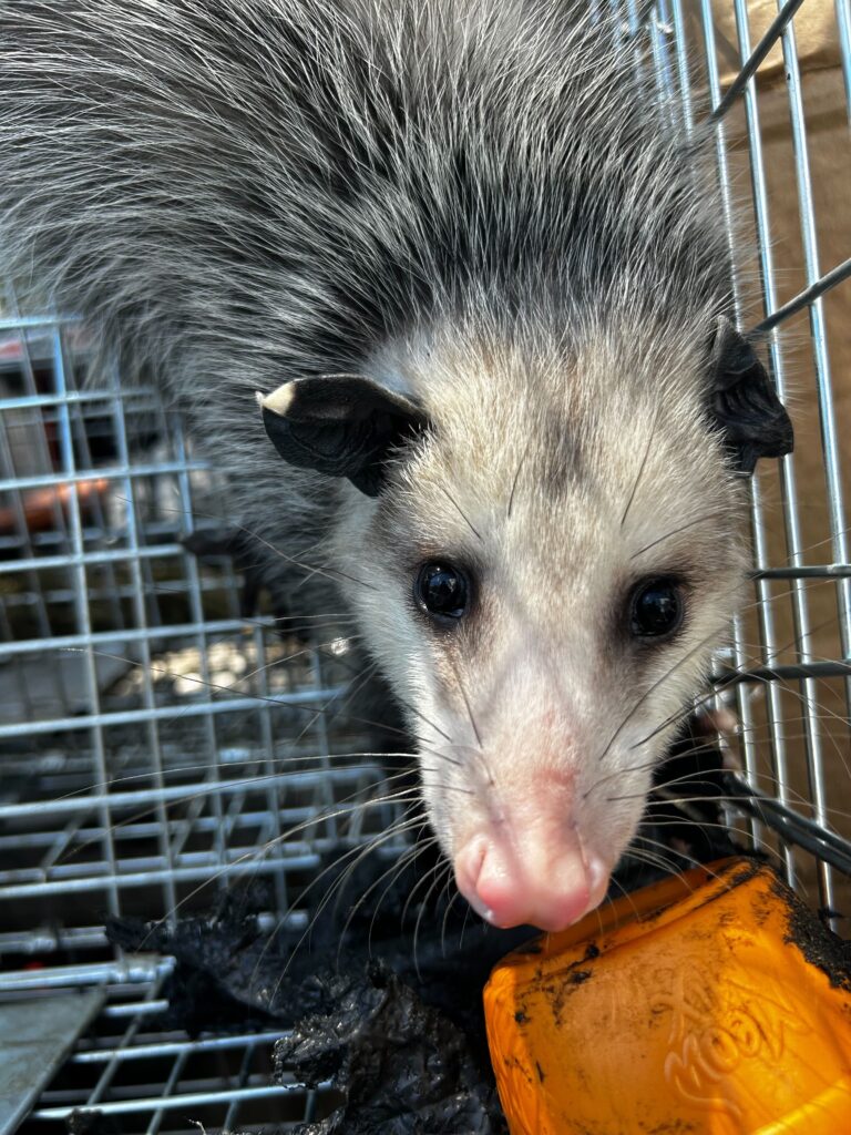 Wildlife Removal Archbold