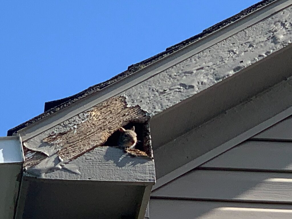 Wildlife Removal Archbold