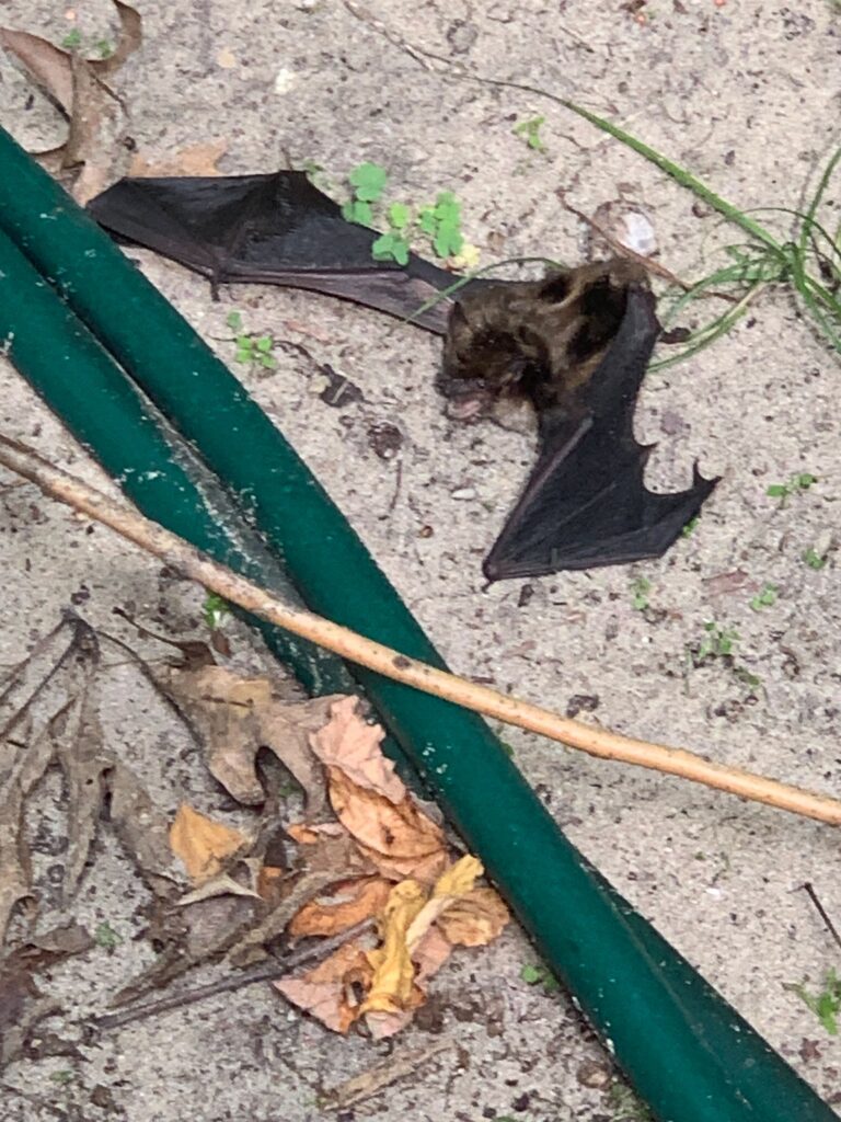 Wildlife Removal Archbold