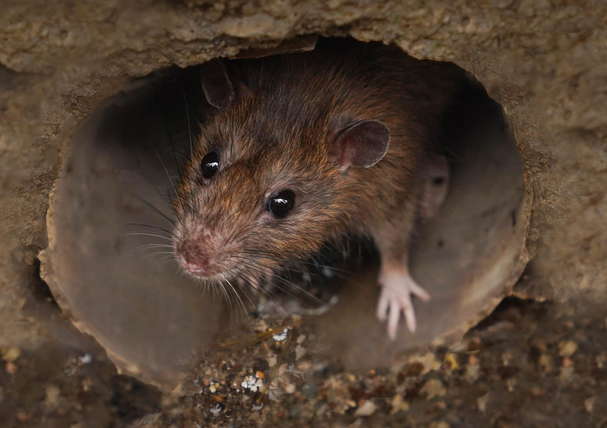 Wildlife Removal Archbold